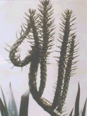 kaktus bertuliskan nama Allah